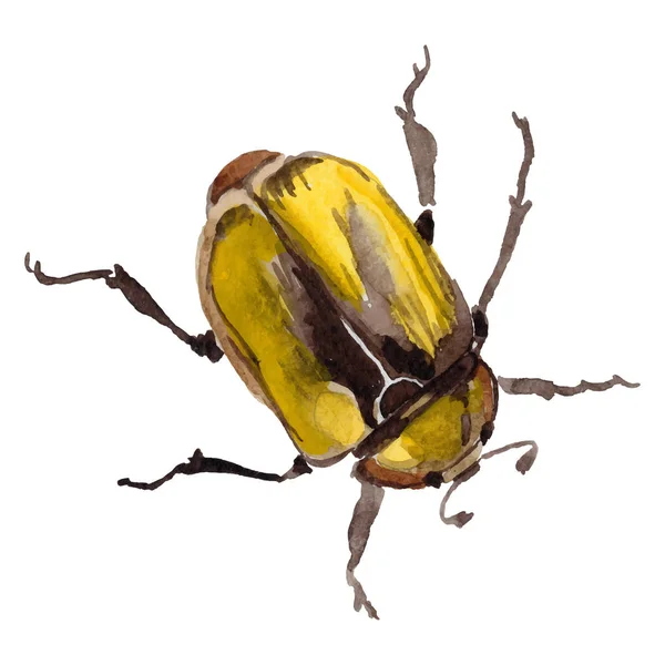 Exotic cetoniinae insecto silvestre en un estilo vectorial aislado . — Vector de stock