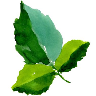 Kır çiçeği gül çiçek izole bir suluboya tarzında.