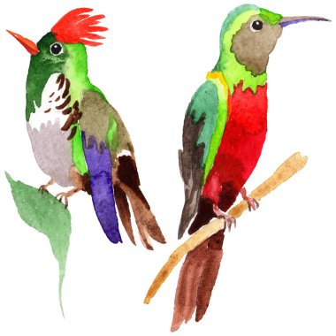 Gökyüzü kuş colibri suluboya Style izole bir yaban hayatı içinde.