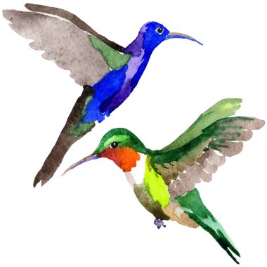 Gökyüzü kuş colibri suluboya Style izole bir yaban hayatı içinde.