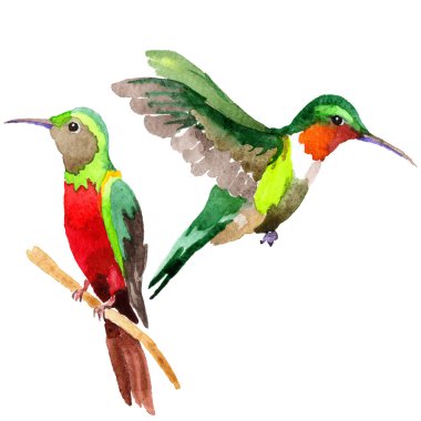 Gökyüzü kuş colibri suluboya Style izole bir yaban hayatı içinde.