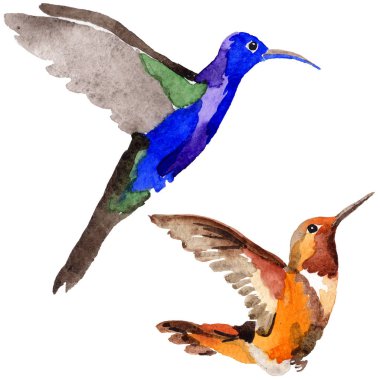 Gökyüzü kuş colibri suluboya Style izole bir yaban hayatı içinde.