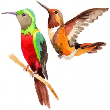 Gökyüzü kuş colibri suluboya Style izole bir yaban hayatı içinde.