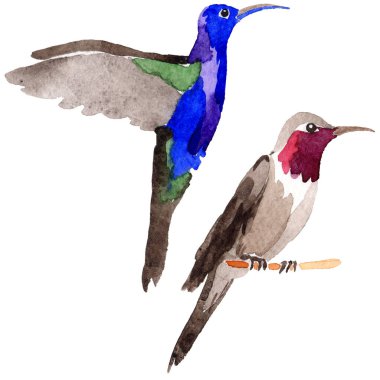 Gökyüzü kuş colibri suluboya Style izole bir yaban hayatı içinde.