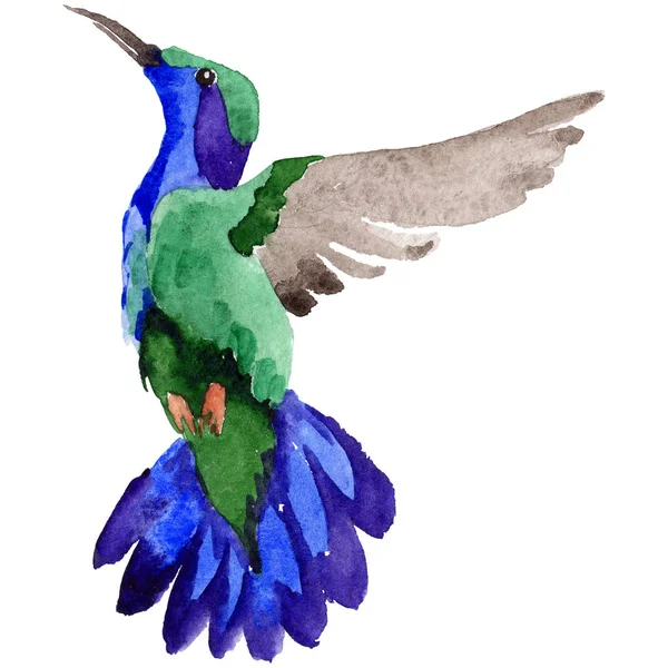 Sky bird colibri in a wildlife by watercolor style isolated. — Stock Photo, Image