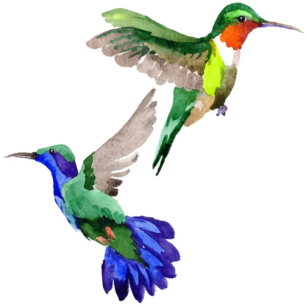Cielo colibrí pájaro en una vida silvestre por el estilo de acuarela aislado . — Foto de Stock