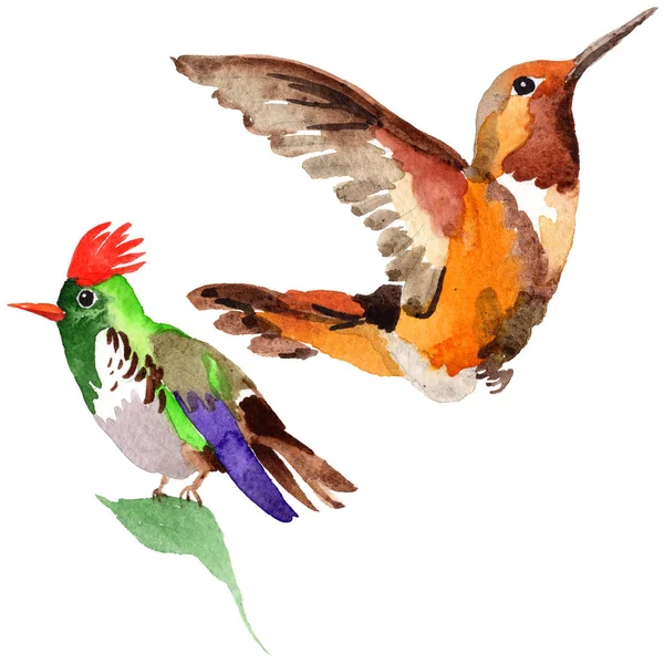 Sky pták colibri v divoké akvarel styl, samostatný. — Stock fotografie