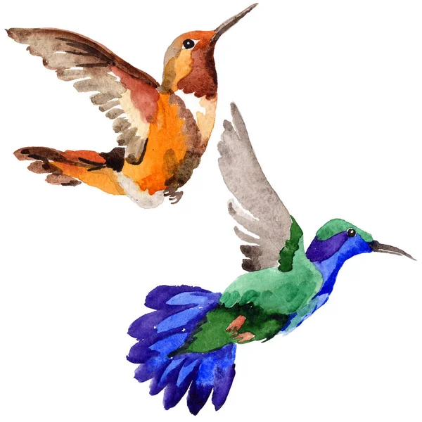 Sky bird colibri in a wildlife by watercolor style isolated. — Stock Photo, Image