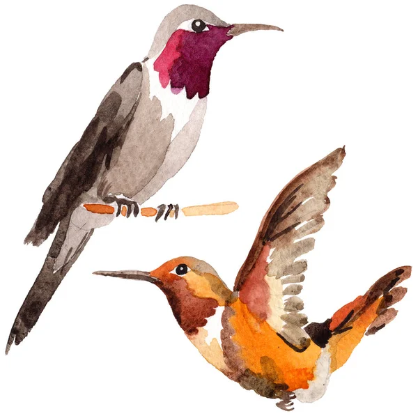 Небесні птахи колібрі в дикій природі за акварельним стилем ізольовані . — стокове фото