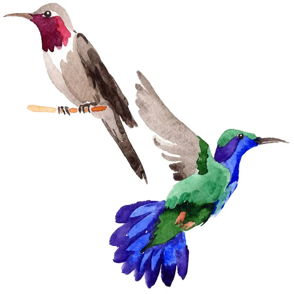 Gökyüzü kuş colibri suluboya Style izole bir yaban hayatı içinde. — Stok fotoğraf