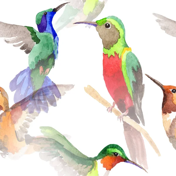 Patrón de colibrí de pájaro cielo en una vida silvestre por estilo acuarela . —  Fotos de Stock