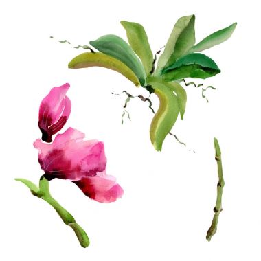 Kır çiçeği orkide çiçek izole bir suluboya tarzında.