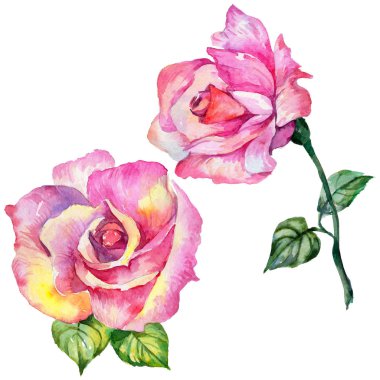 Kır çiçeği gül çiçek izole bir suluboya tarzında.