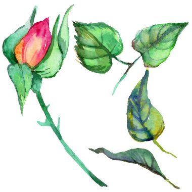 Kır çiçeği gül çiçek izole bir suluboya tarzında.