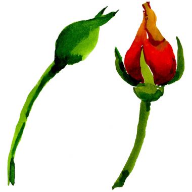 Kır çiçeği gül çiçek izole bir suluboya tarzında.