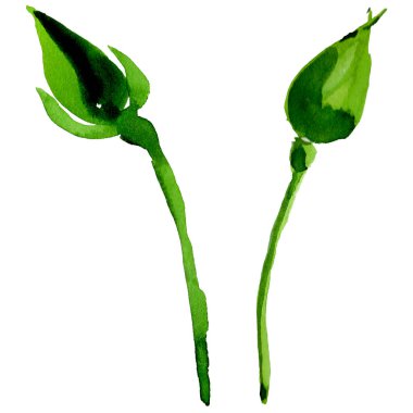 Kır çiçeği gül çiçek izole bir suluboya tarzında.