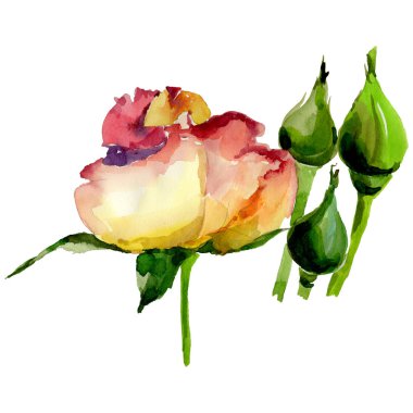 Kır çiçeği gül çiçek izole bir suluboya tarzında.