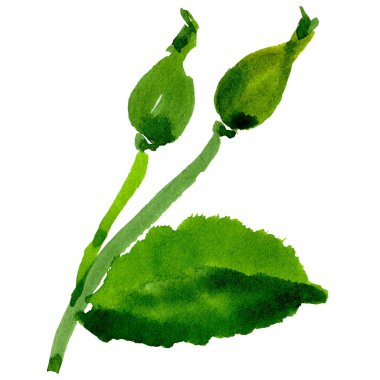 Kır çiçeği gül çiçek izole bir suluboya tarzında.