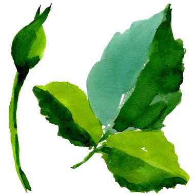 Kır çiçeği gül çiçek izole bir suluboya tarzında.