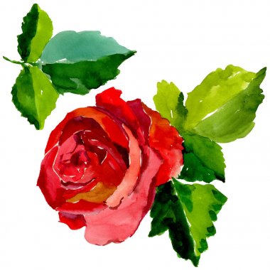 Kır çiçeği gül çiçek izole bir suluboya tarzında.