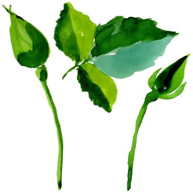 Kır çiçeği gül çiçek izole bir suluboya tarzında.