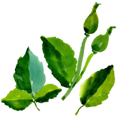 Kır çiçeği gül çiçek izole bir suluboya tarzında.