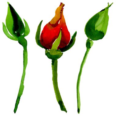 Kır çiçeği gül çiçek izole bir suluboya tarzında.