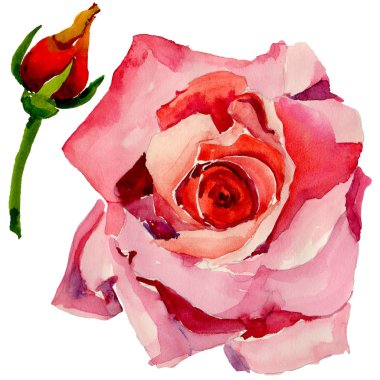 Kır çiçeği gül çiçek izole bir suluboya tarzında.