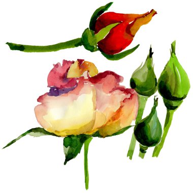 Kır çiçeği gül çiçek izole bir suluboya tarzında.