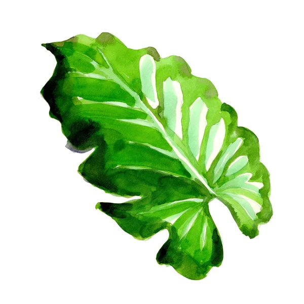 Tropische Hawaii Blätter Palme in einem Aquarell-Stil isoliert. — Stockfoto