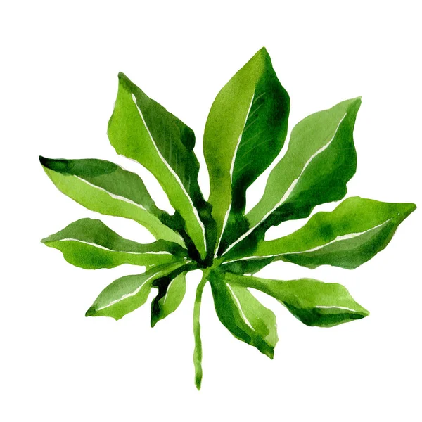 Tropische Hawaii Blätter Palme in einem Aquarell-Stil isoliert. — Stockfoto