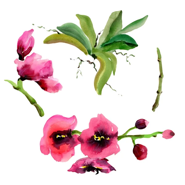 Wildflower orkidé blomma i akvarell stil isolerade. — Stockfoto