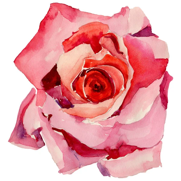 Wildflower ros blomma i akvarell stil isolerade. — Stockfoto