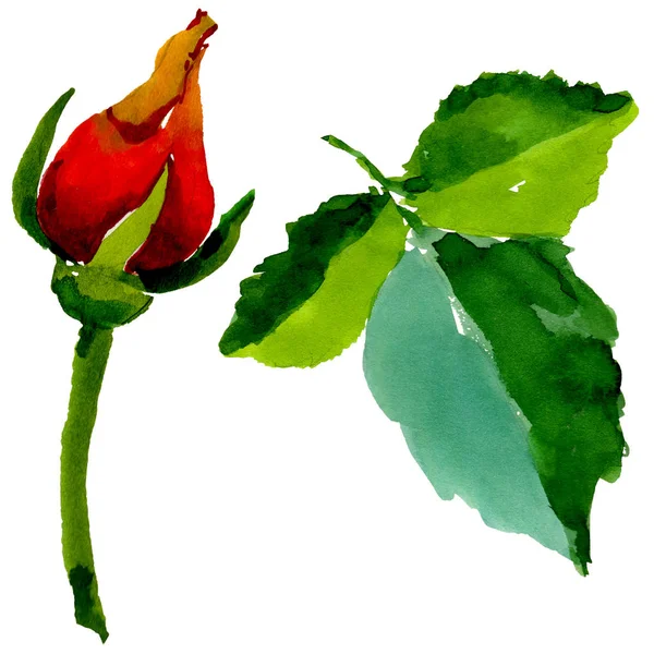 Wildflower ros blomma i akvarell stil isolerade. — Stockfoto