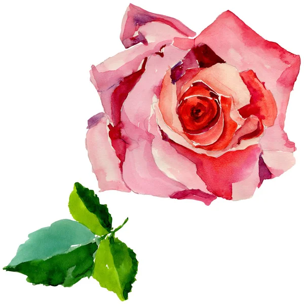 Kır çiçeği gül çiçek izole bir suluboya tarzında.