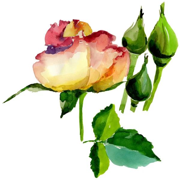 Kır çiçeği gül çiçek izole bir suluboya tarzında.