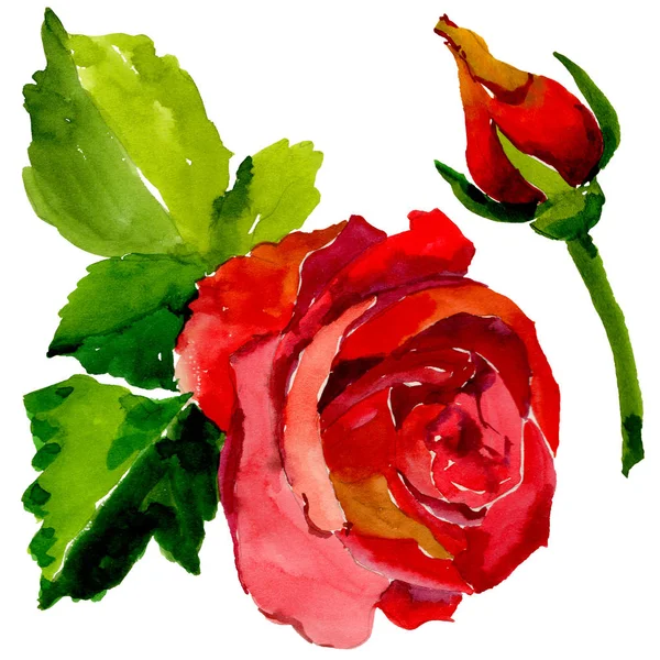 Kır çiçeği gül çiçek izole bir suluboya tarzında.