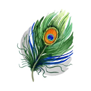 Vektör kuş tüyü izole kanat üzerinden.