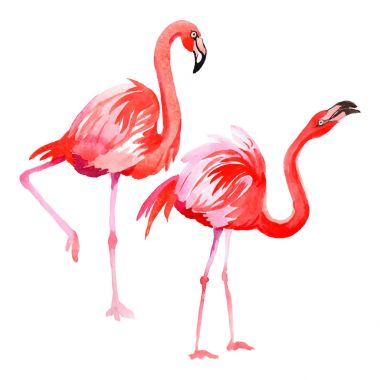 Gökyüzü kuş flamingo izole vektör stili tarafından bir yaban hayatı içinde.