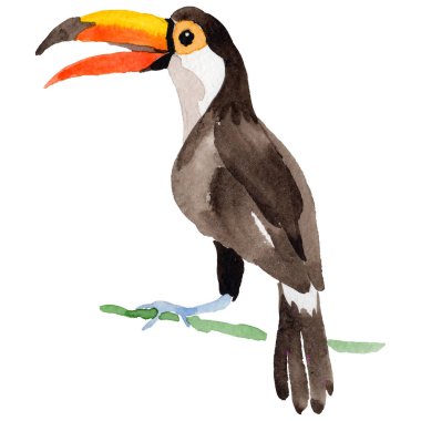 Gökyüzü kuş toucan suluboya Style izole bir yaban hayatı içinde.