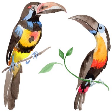 Gökyüzü kuş toucan suluboya Style izole bir yaban hayatı içinde.