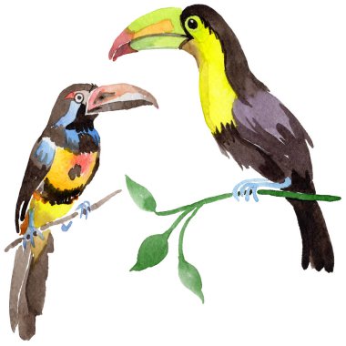 Gökyüzü kuş toucan suluboya Style izole bir yaban hayatı içinde.