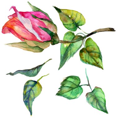 Kır çiçeği gül çiçek izole bir suluboya tarzında.