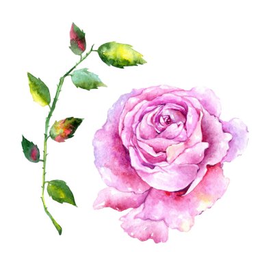 Kır çiçeği gül çiçek izole bir suluboya tarzında.