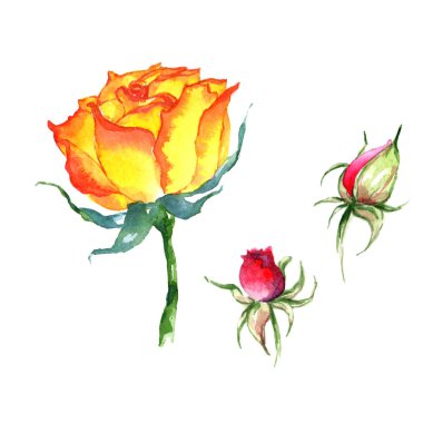 Kır çiçeği gül çiçek izole bir suluboya tarzında.