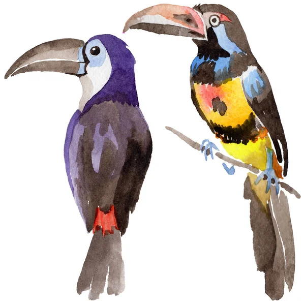 Sky bird toucan dans une faune par aquarelle style isolé . — Photo