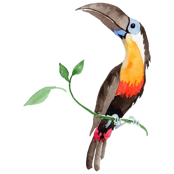 Sky pták Tukan v divoké akvarel styl, samostatný. — Stock fotografie
