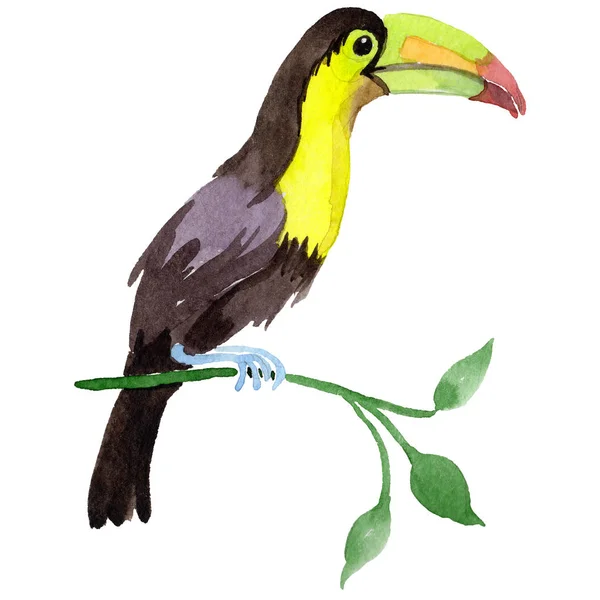 Sky bird toucan in a wildlife by watercolor style isolated. — Stock Photo, Image