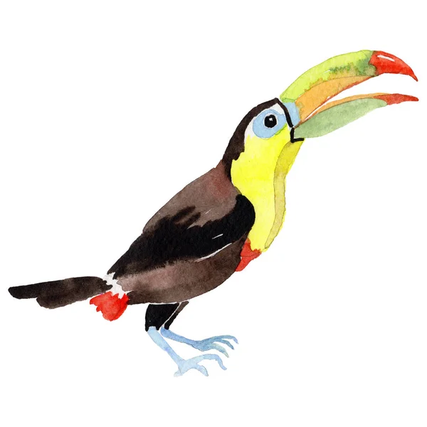 Sky bird toucan in a wildlife by watercolor style isolated. — Stock Photo, Image