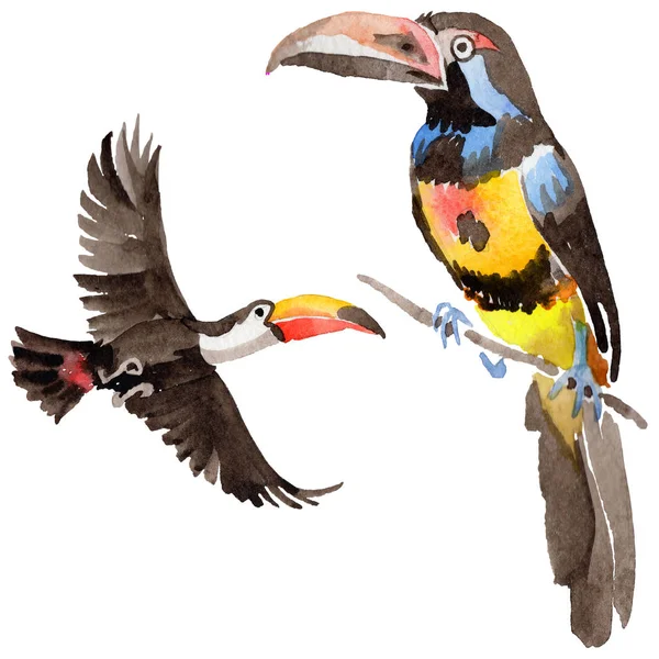 Sky bird toucan in a wildlife by watercolor style isolated. — Stock Photo, Image